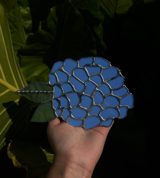 Hydrangea